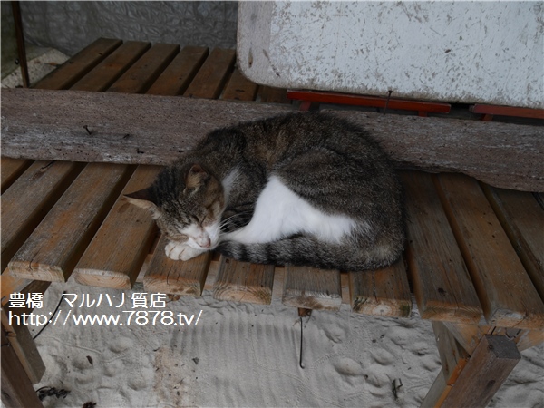 マルハナ質店・豊橋市　海辺で休む猫